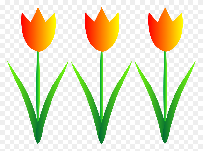 5367x3905 Orange Clip Art, Tulips - Wood Clipart Background
