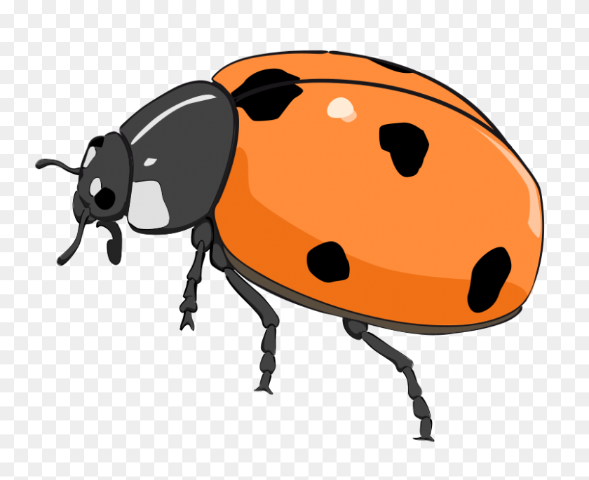 800x642 Orange Clipart Bug - Beetle Clipart
