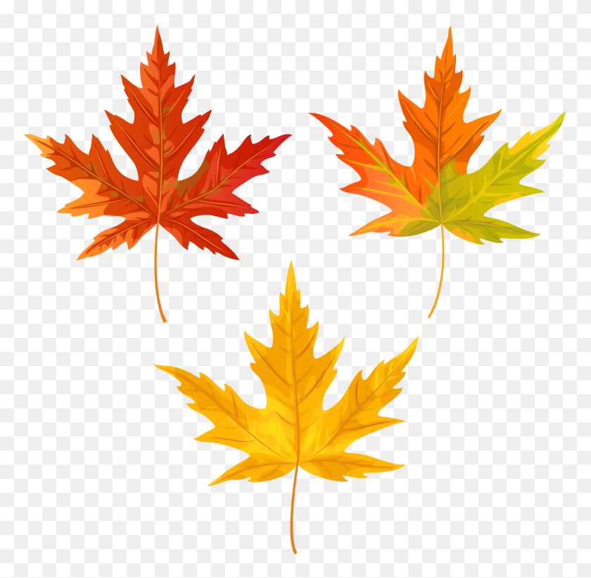 8000x7813 Orange Fall Leaves Png Clip Art - Fall Leaves PNG
