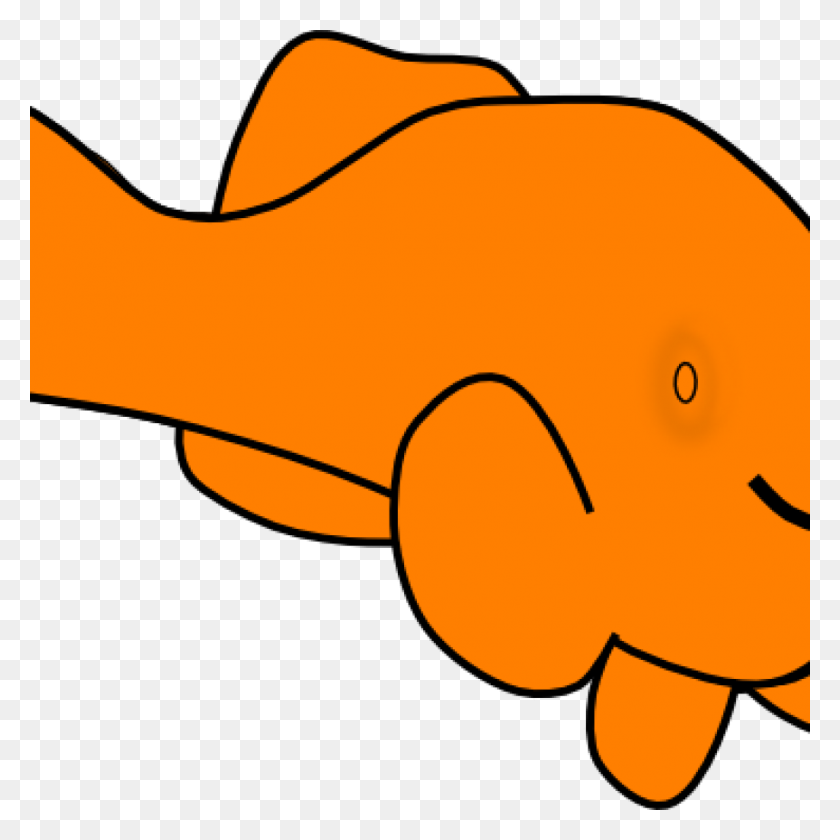 1024x1024 Orange Fish Clipart Free Clipart Download - Orange Clipart