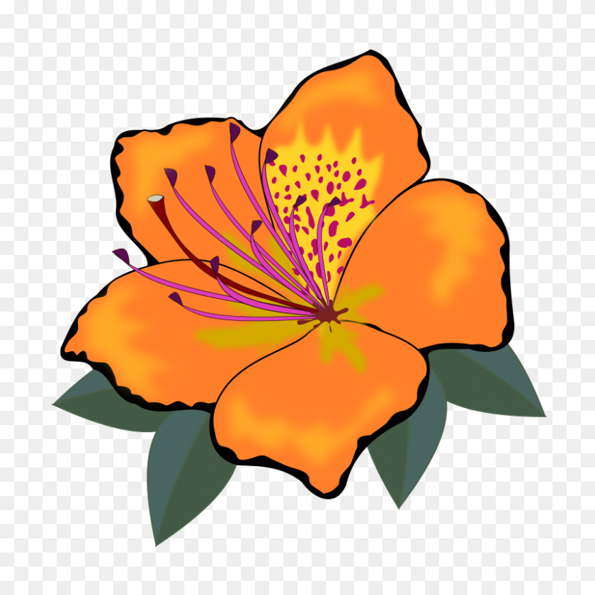 800x800 Orange Flower Clipart One Flower - Free Clip Art Flowers