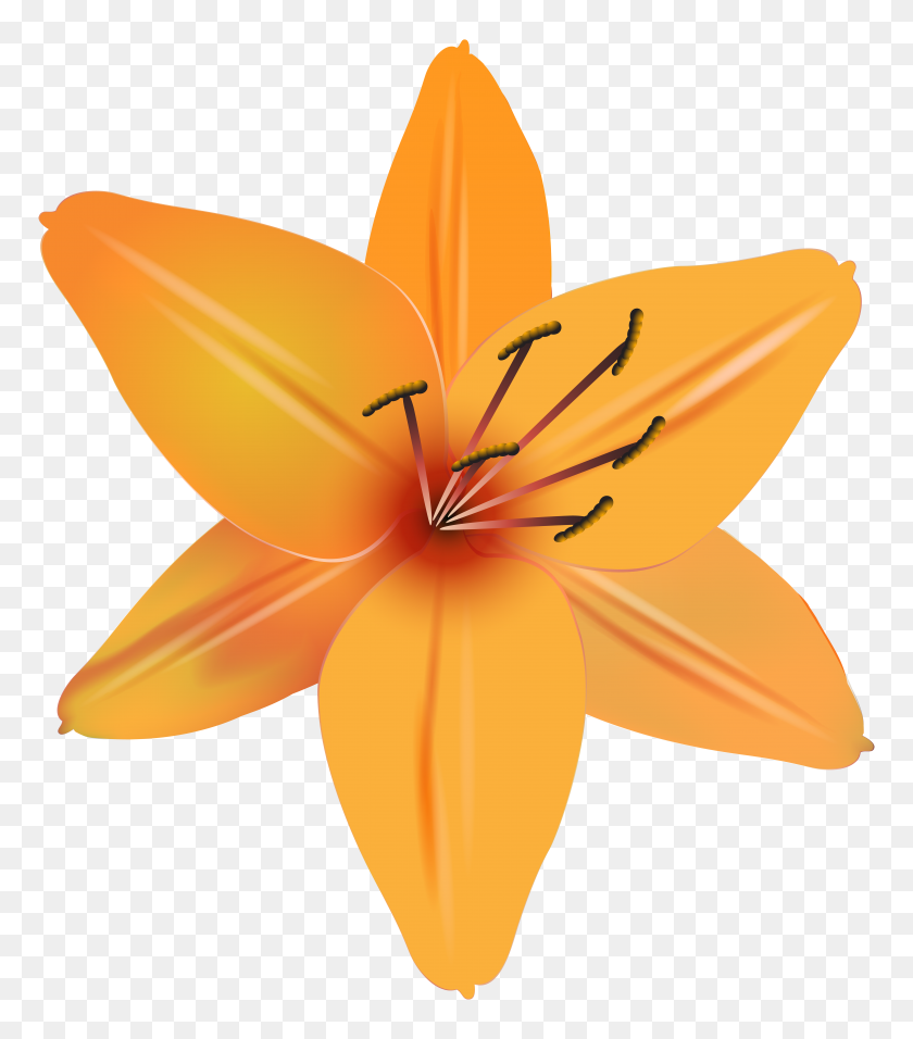 6963x8000 Orange Flower Png Clip Art - Orange Flower Clipart