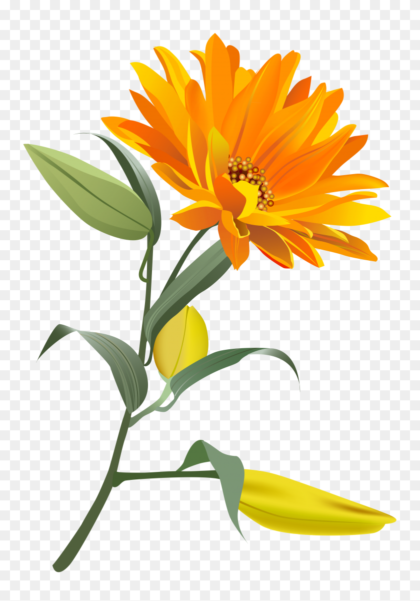 3243x4747 Orange Flower Png Clip Art - Marigold Clipart