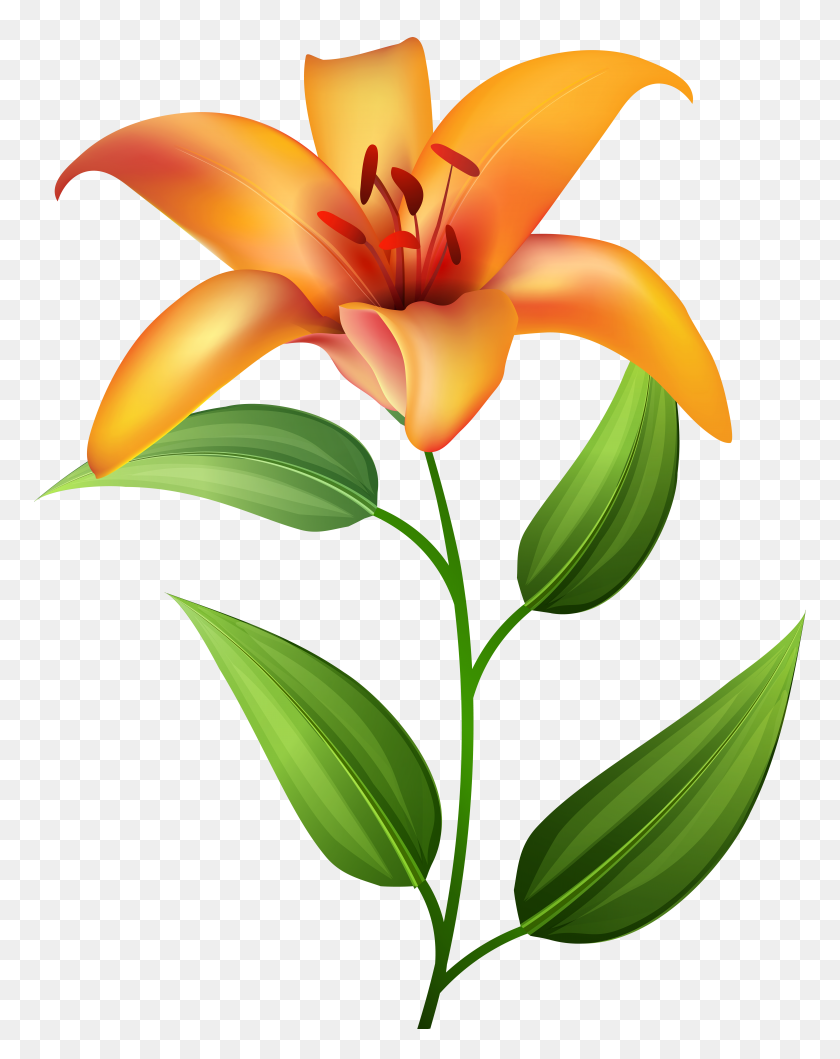 6243x8000 Прозрачный Зажим Оранжевая Лилия - Оранжевый Цветок Клипарт
