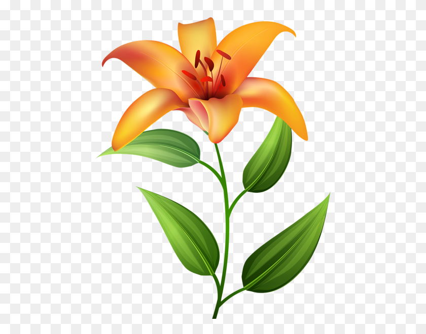 468x600 Orange Lilium Transparent Clip Art Art Flower Power - Lily Flower Clipart