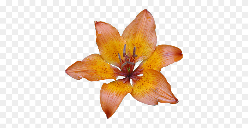 400x375 Orange Lily Clipart Free Clipart - Lily Clipart