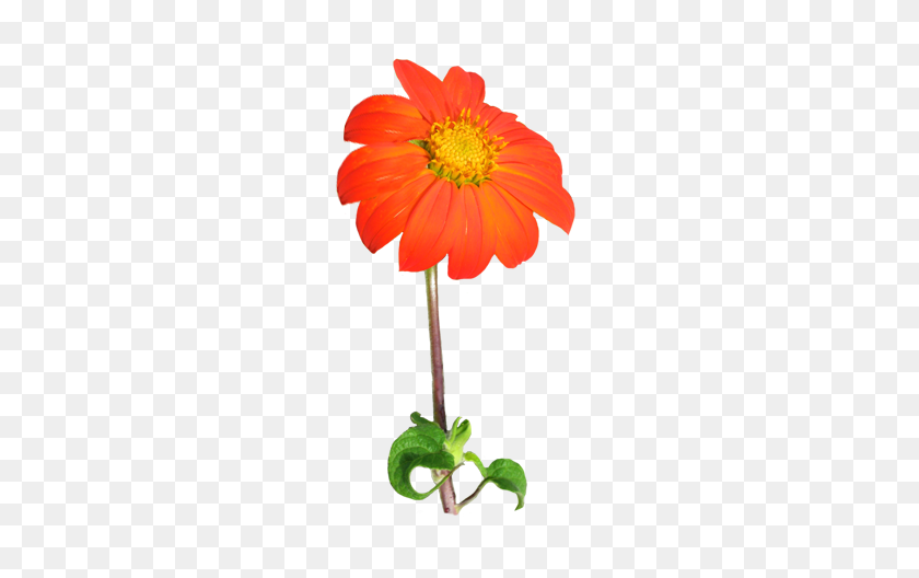 240x468 Orange Marigold Flower Png, Marigold Clipart Transparent - Orange Flower PNG