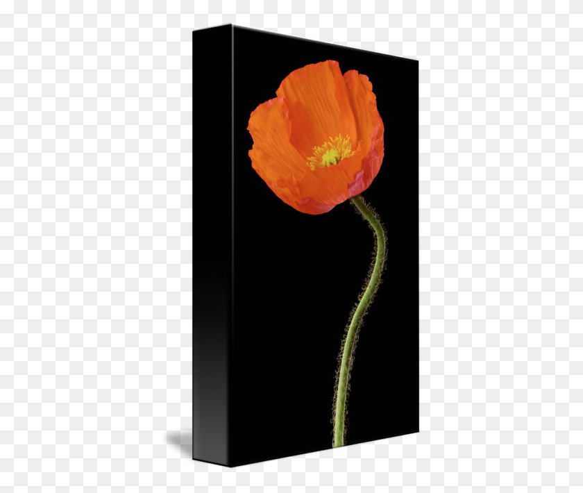 378x650 Orange Poppy Flower On Black - Poppy Flower PNG