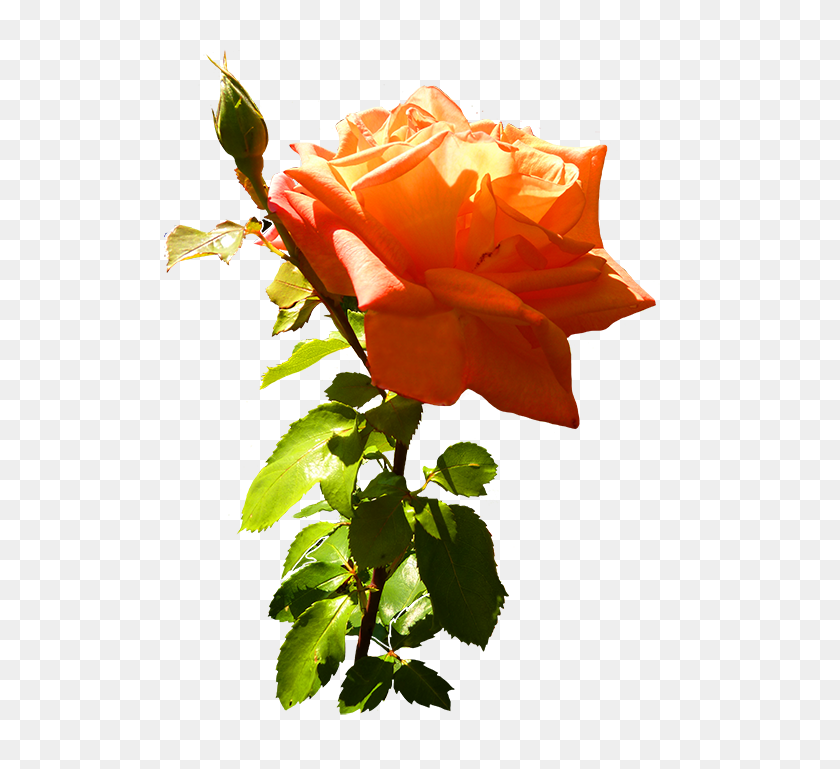 512x709 Оранжевая Роза Картинки С Листьями И Стеблем Прозрачных Роз - Лепесток Розы Клипарт