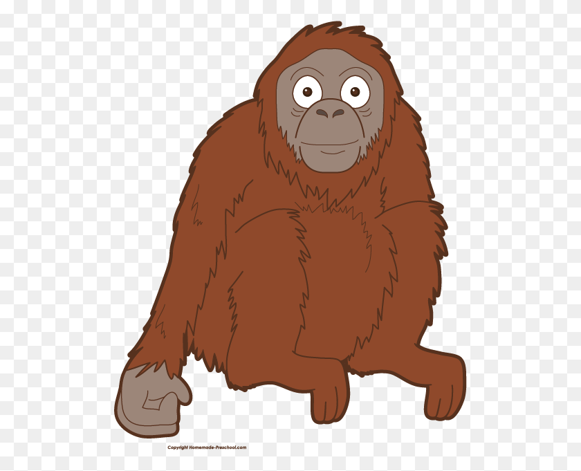 510x621 Orangutan Clipart Head - Baboon Clipart