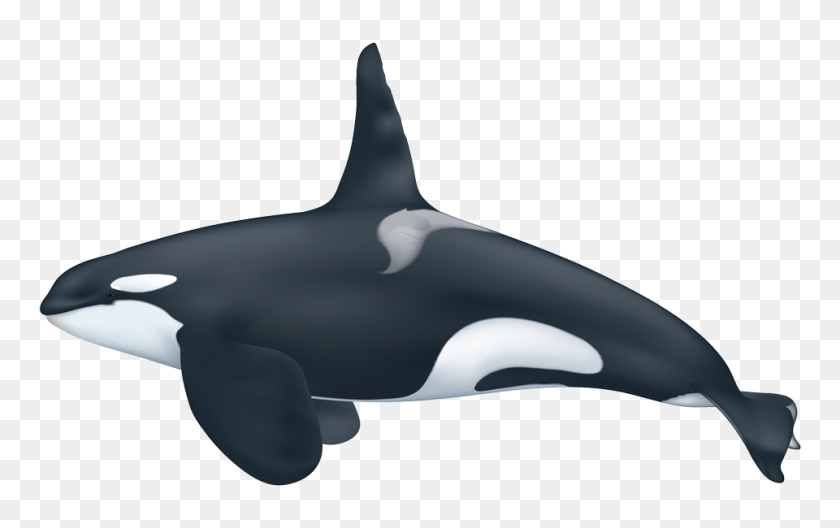 960x576 Orca - Orca PNG
