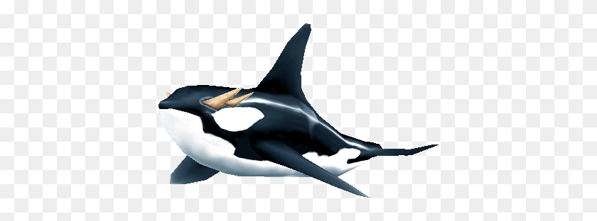400x252 Orca - Orca PNG