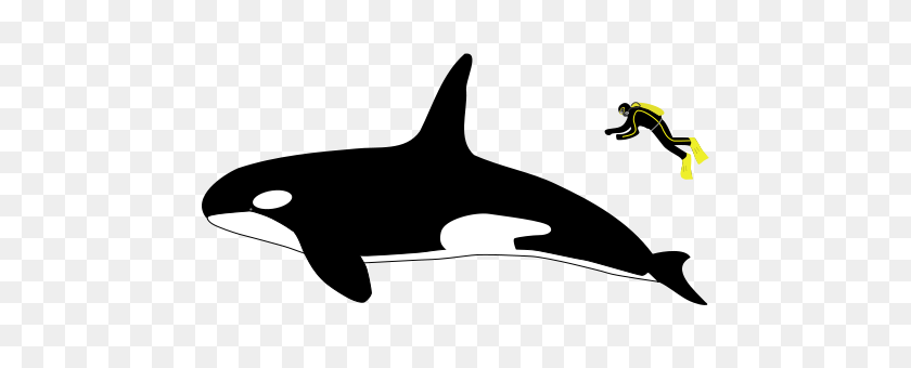 546x280 Orca - Killer Whale PNG