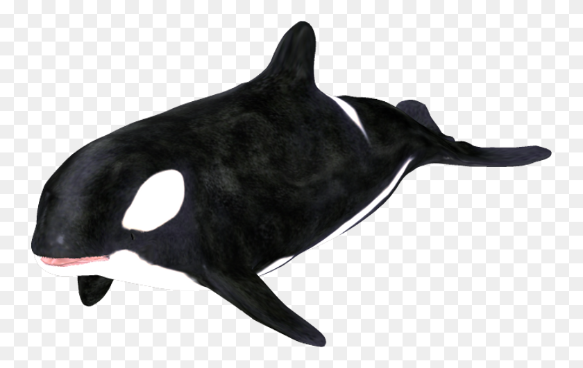 750x471 Orca Clipart - Mallard Clipart