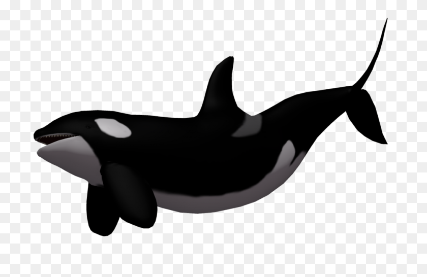 1024x639 Orca Clipart White Background - Orca Clipart