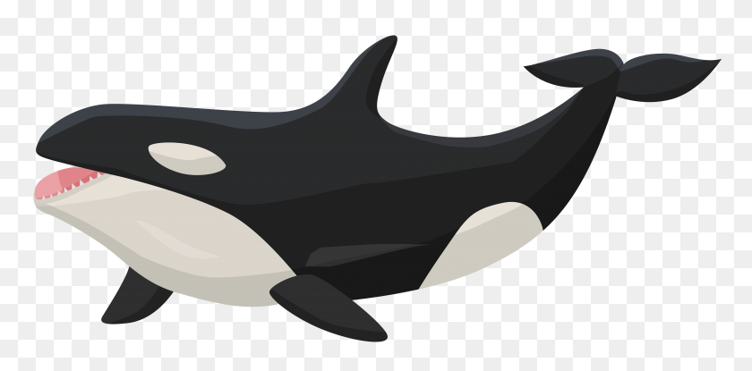 8000x3646 Orca Transparent Png Clip Art - Whale Clipart Free
