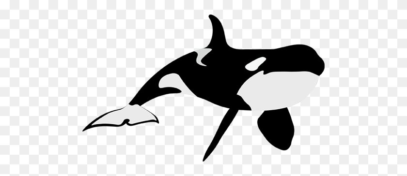 500x304 Orca Whale - Orca Whale Clipart