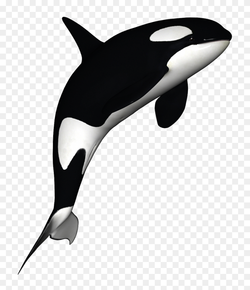 Orca Whale Clipart Free Images - Free Whale Clipart