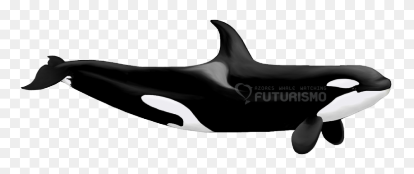 940x354 Orcakiller Whale Futurismo - Orca Png