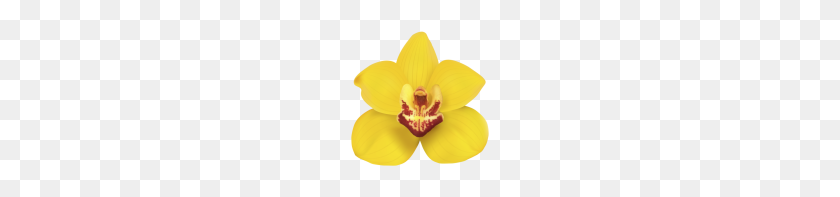 140x137 Орхидея - Орхидеи Клипарт