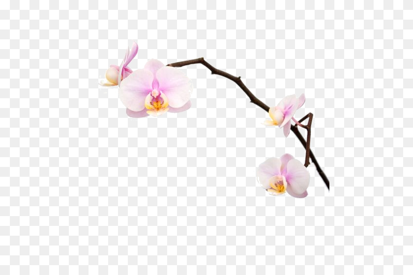 500x500 Орхидея - Орхидея Png