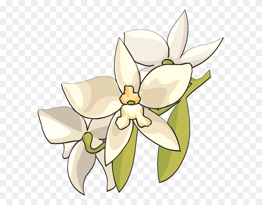 597x600 Orchid Cross Cliparts - White Lily Clipart