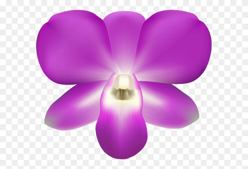 600x511 Orchid Decorative Png Clip Art - Orchid Clipart