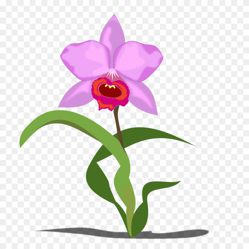 800x800 Orchid Flower Clipart - Anteater Clipart