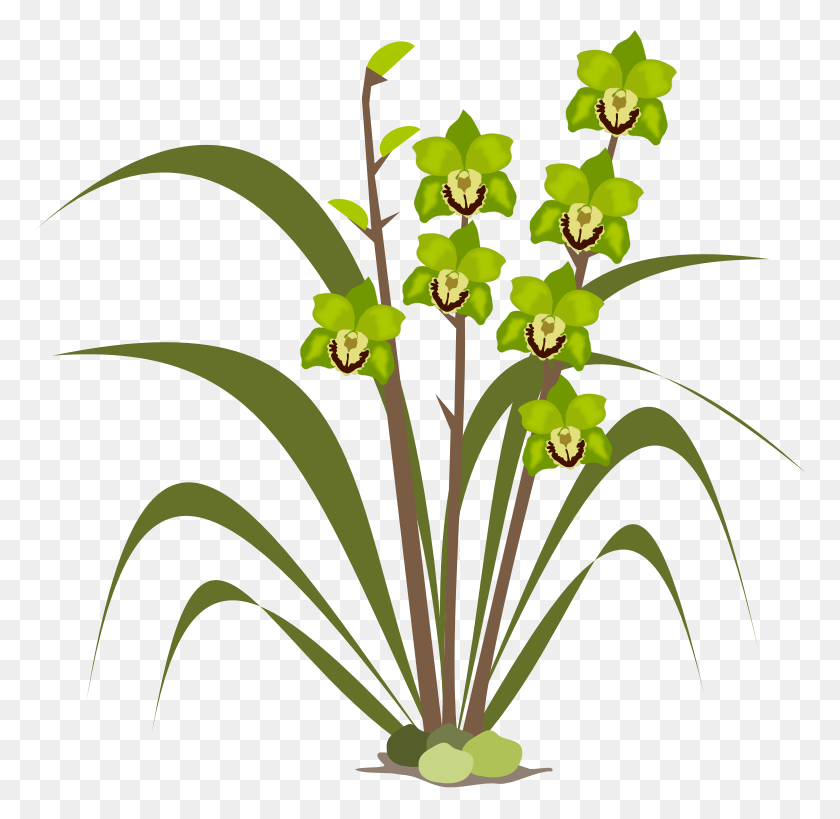 772x759 Орхидея Цветочный Клипарт - Бордовые Розы Клипарт