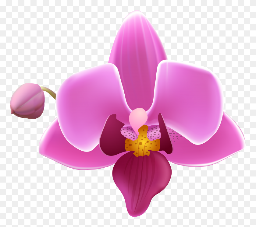 8000x7042 Flor De La Orquídea Transparente - Orquídea Png