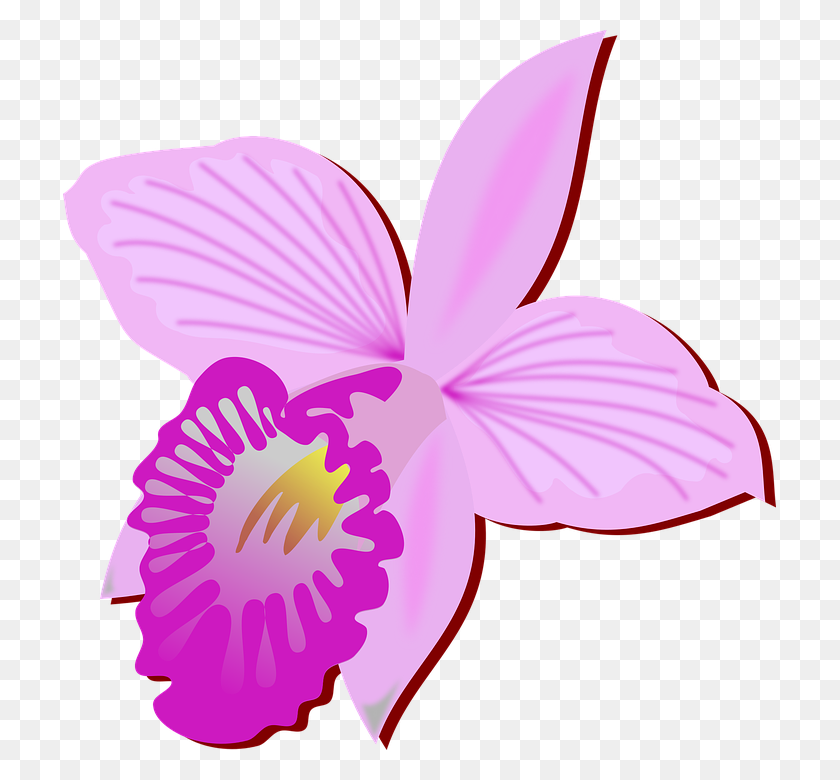 713x720 Orchid Flower Vector Png Png Image - Flower Vector PNG