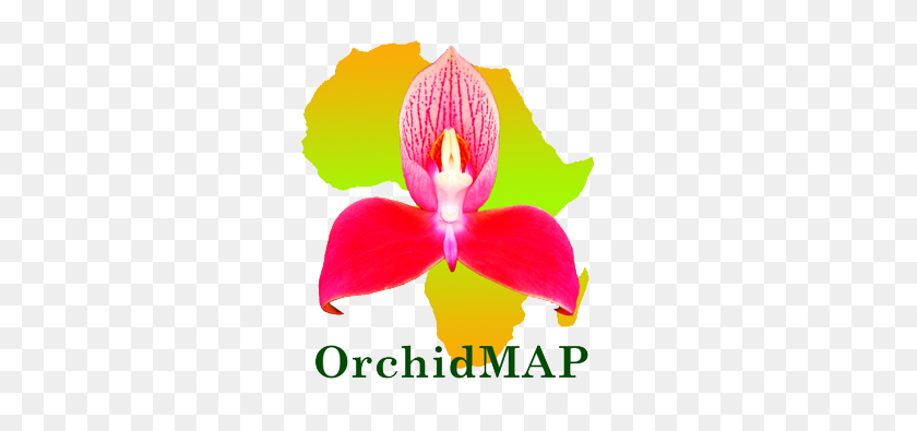 336x335 Orchid Map - PNG Orchids