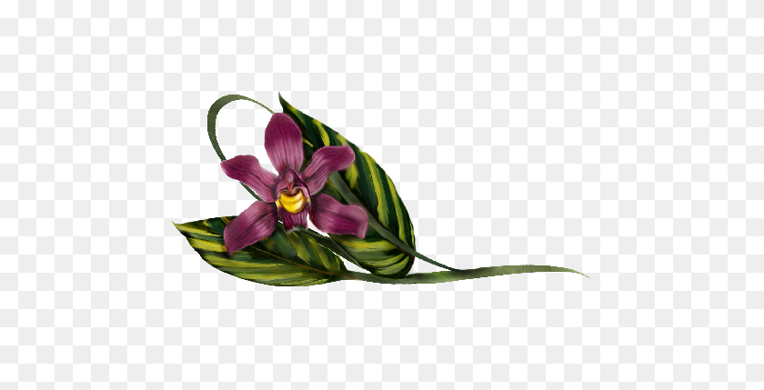 536x369 Orchid Paintings, Illustrations, And Designs For Wedding - PNG Orchids