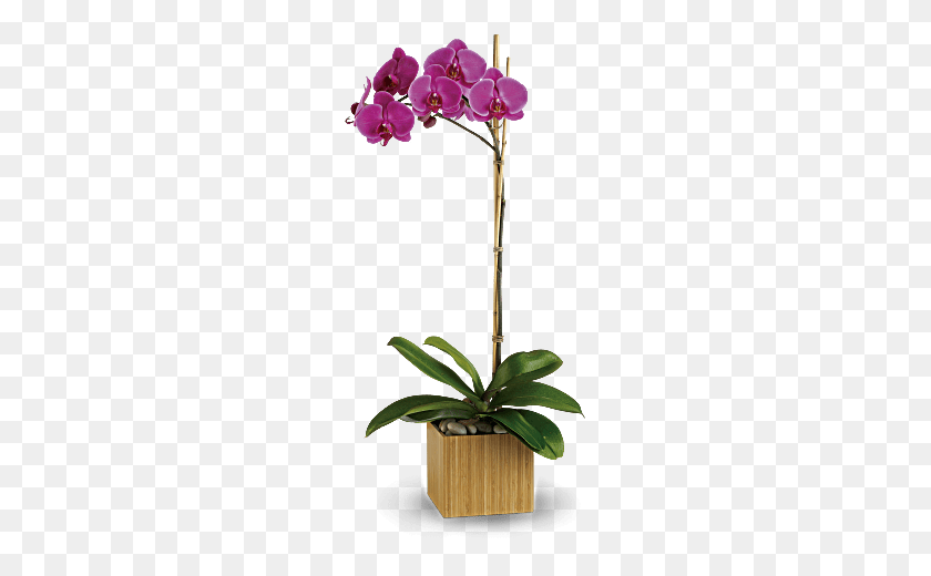 368x460 Orchid Plant Opulent Orchids - PNG Orchids