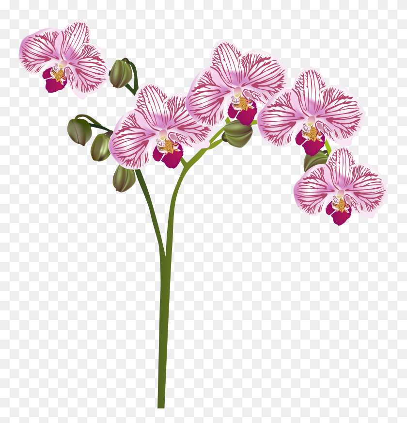 7682x8000 Orchid Transparent Clip Art - Orchid Clipart