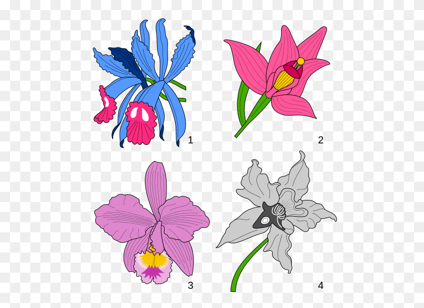 500x550 Orchids Heraldry - PNG Orchids