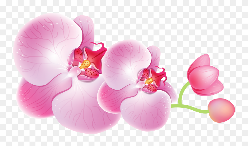 4000x2231 Orchids Png Clipart - Orchid Clipart