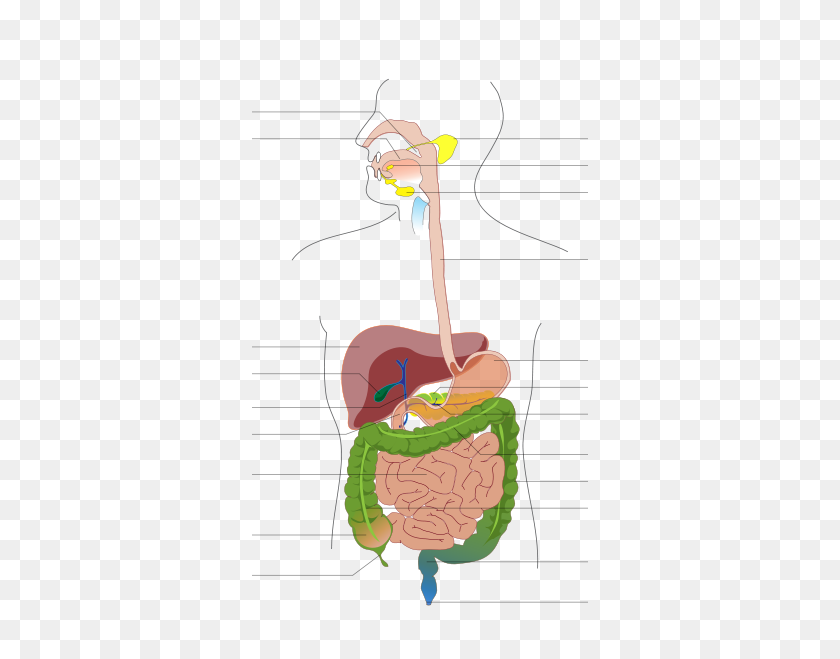 672x599 Diagrama Del Sistema De Órganos Sin Etiquetar: Imágenes Prediseñadas Del Sistema Endocrino