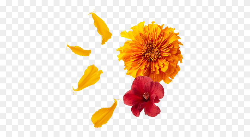 400x400 Organic African Nectar Mighty Leaf Tea - Marigold PNG