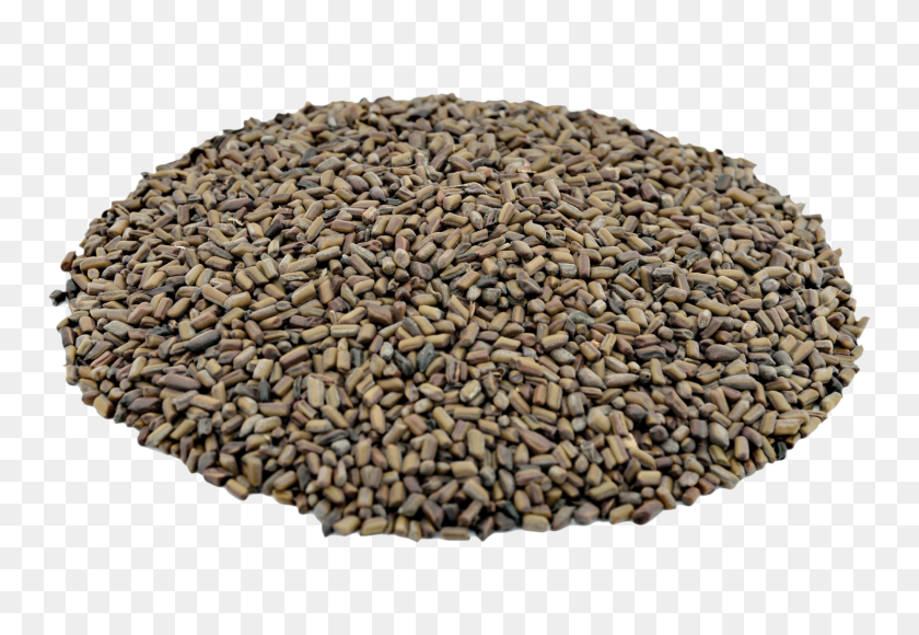 1500x1000 Organic Tora Seeds Online, Organic Tora Seeds Exporter, Wholesale - Seeds PNG