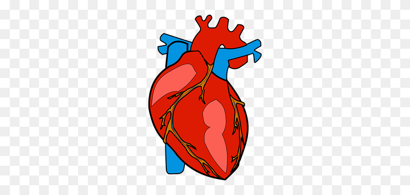 232x340 Organs Clipart Actual Heart - Trilobite Clipart