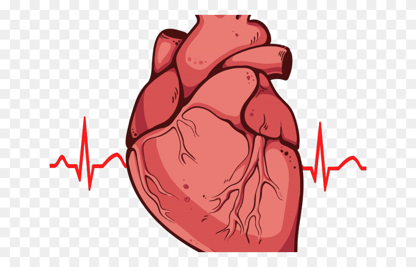 640x480 Органы Клипарт Биологическое Сердце - Анатомия Сердца Клипарт
