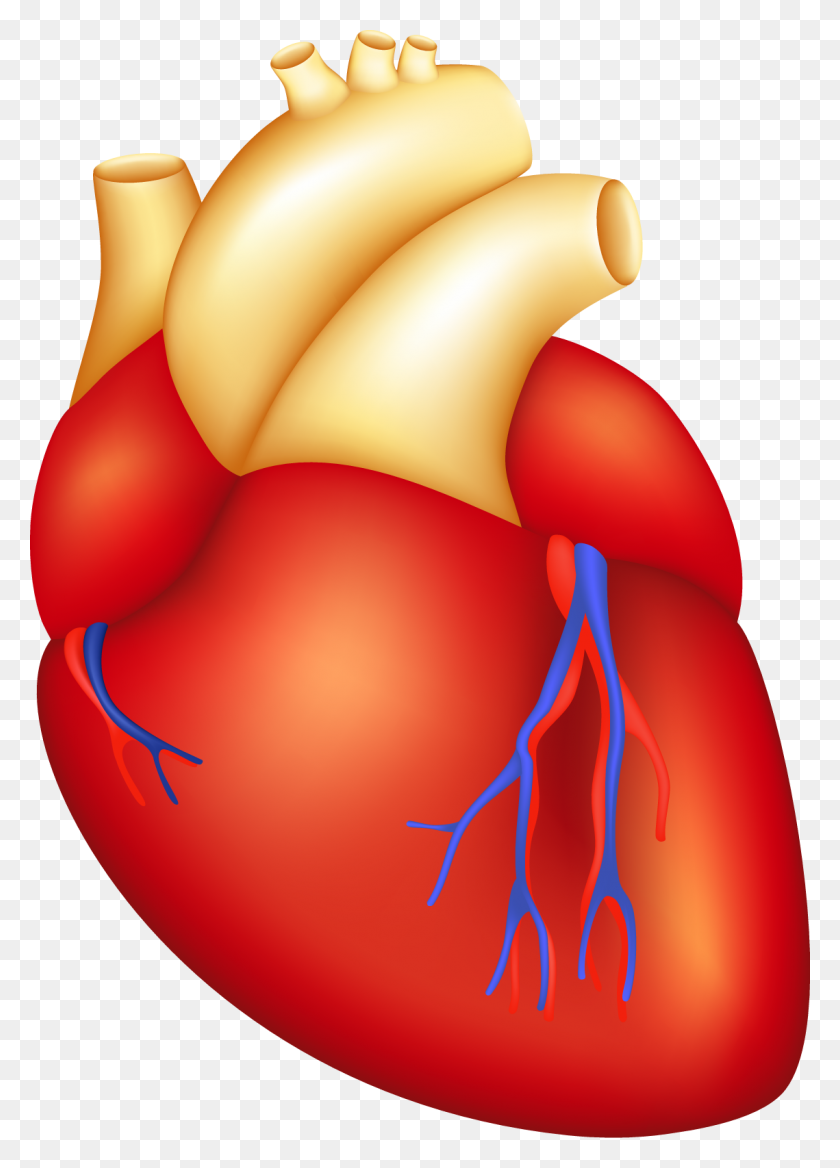1139x1619 Órganos Clipart Cirugía Del Corazón - Imágenes Prediseñadas De Transfusión De Sangre