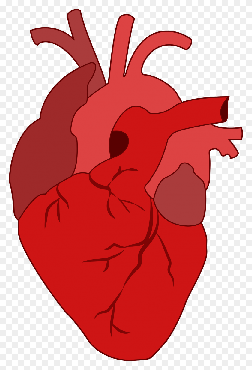 1532x2306 Organs Clipart Realistic Heart - Heart Anatomy Clipart