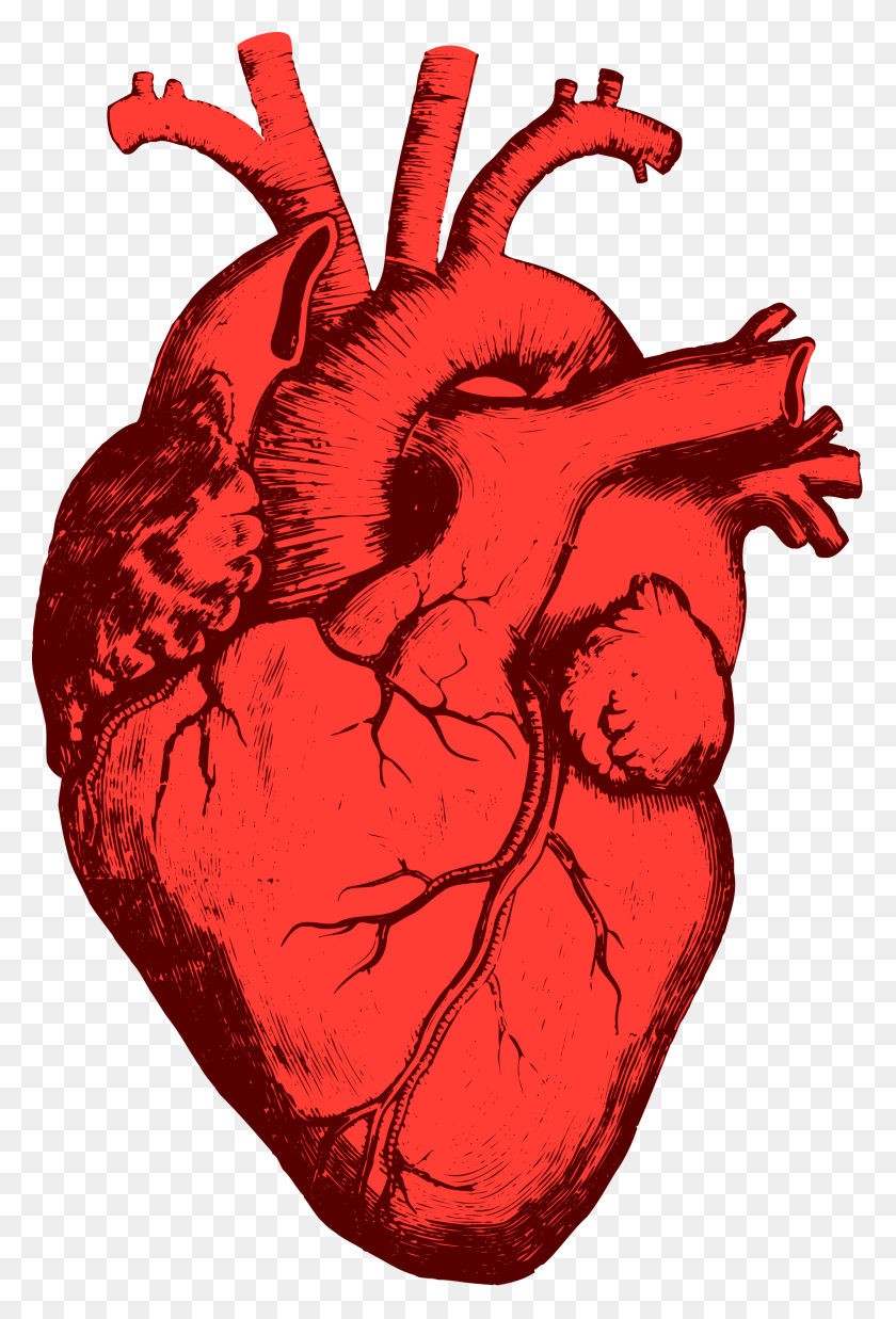 2000x3019 Organs Clipart Realistic Heart - Intestine Clipart