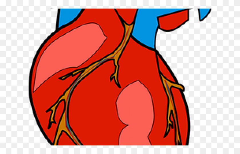 640x480 Organs Clipart Stomach Organ - Digestion Clipart