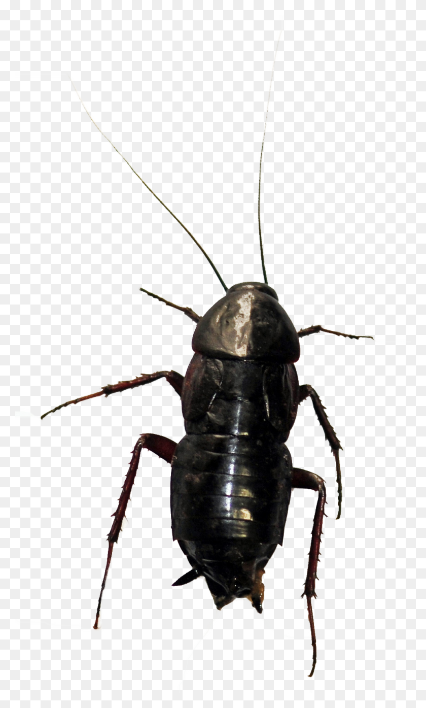 960x1644 Oriental Cockroach - Cockroach PNG