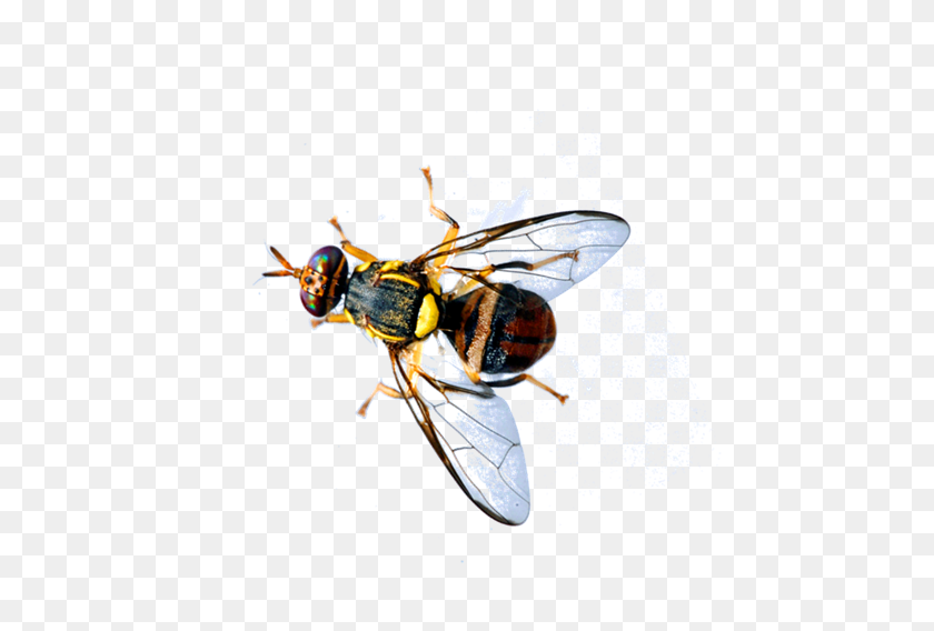 467x508 Oriental Fruit Fly Interception In Grabouw Area - Fly PNG