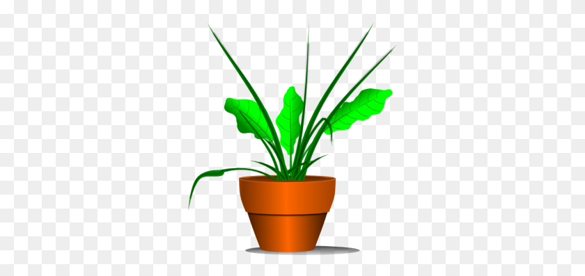 300x337 Orientation Wellesley College - Potted Plant PNG