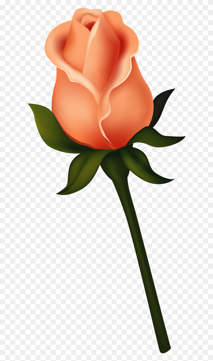 622x1364 Ориг Арт Цветы - Акварельная Роза Клипарт